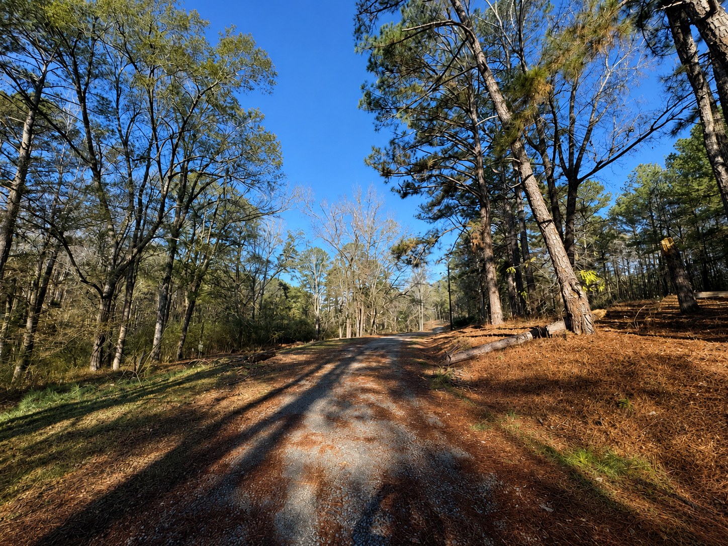 Gravel driveway through wooded campground