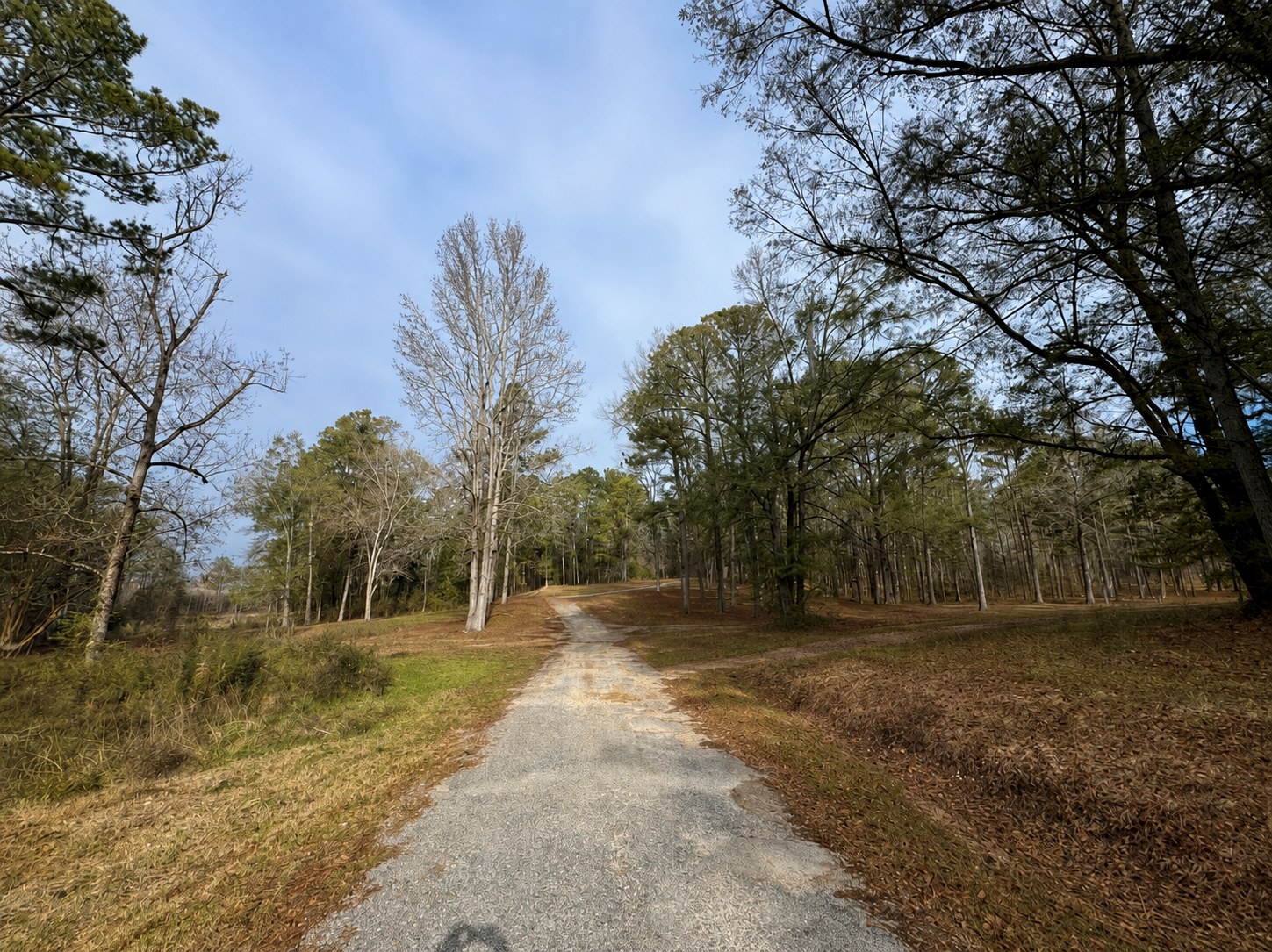 Wide gravel drive through open wooded campground land